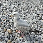 Des Falaises Hotel 3*