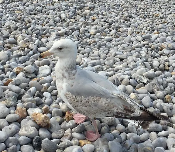 Des Falaises Отель 3*